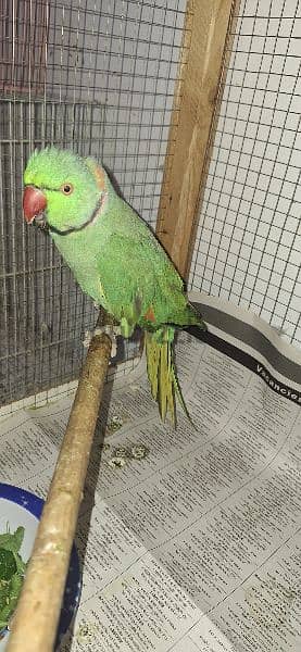 green parrot male 1