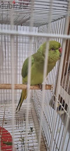 green parrot female 0