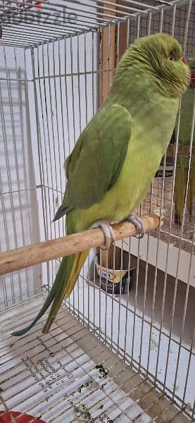 green parrot female 1