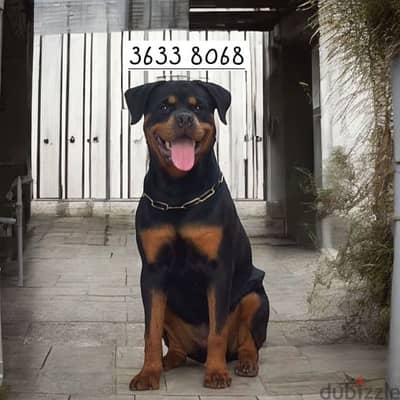 Rottweiler female 8month