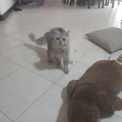 8 month old himalayan cat for Adoption