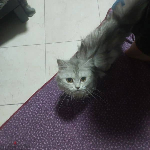 8 month old himalayan cat for Adoption 2