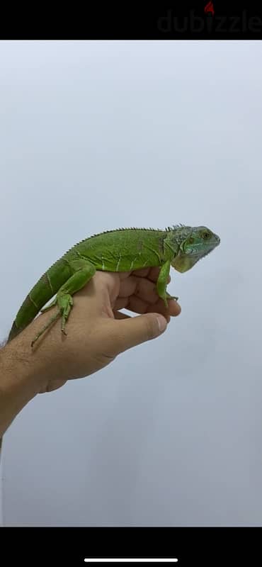 iguana