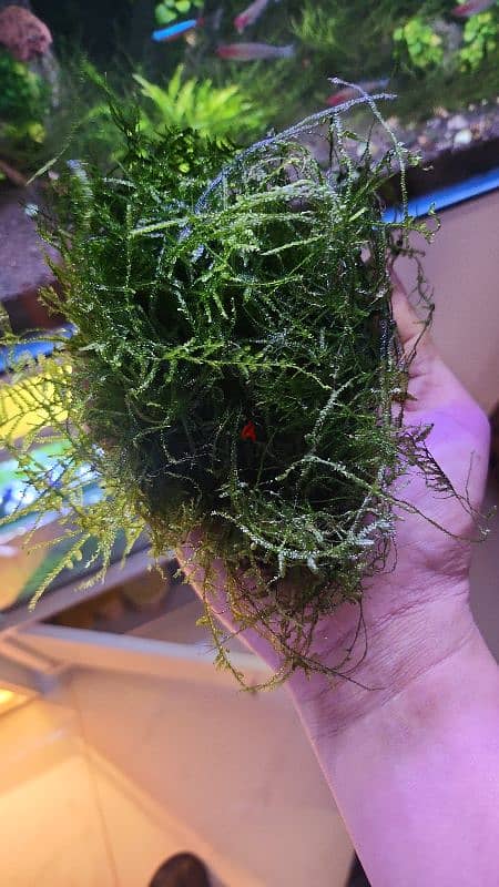 aquarium moss 3