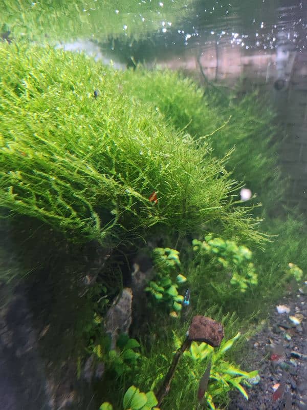 aquarium moss 4