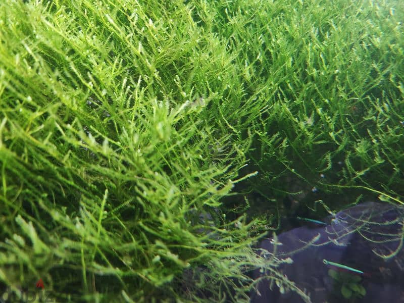 aquarium moss 5