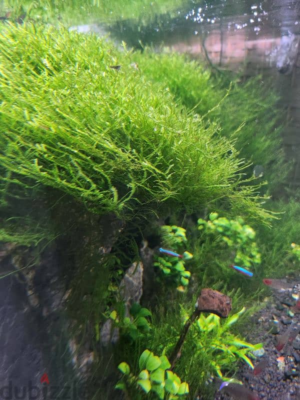 aquarium moss 6