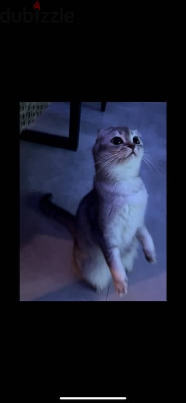 female scottish single fold very high quality 1