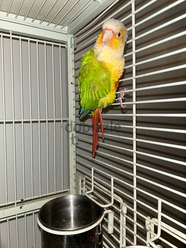 للبيع طير كونيور اليف و مدرب  ١٠. for sale conure bird trained healthy 0