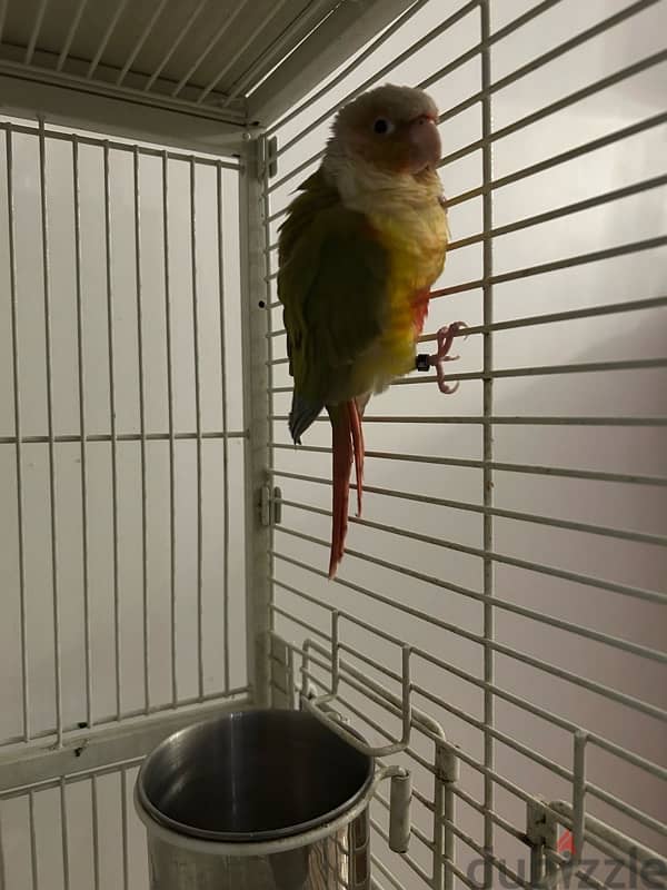 للبيع طير كونيور اليف و مدرب  ١٠. for sale conure bird trained healthy 1