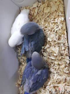 Love birds urgent for sale (1 pc) 0