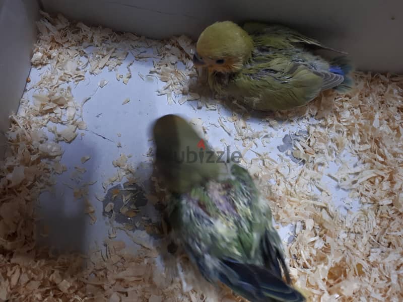 Love birds urgent for sale (1 pc) 2