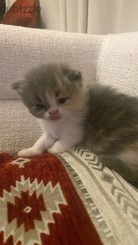 female kitten for sale 0