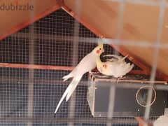 Cockatiel Lutino pair proven 0