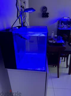 Reef sea water aquarium 0