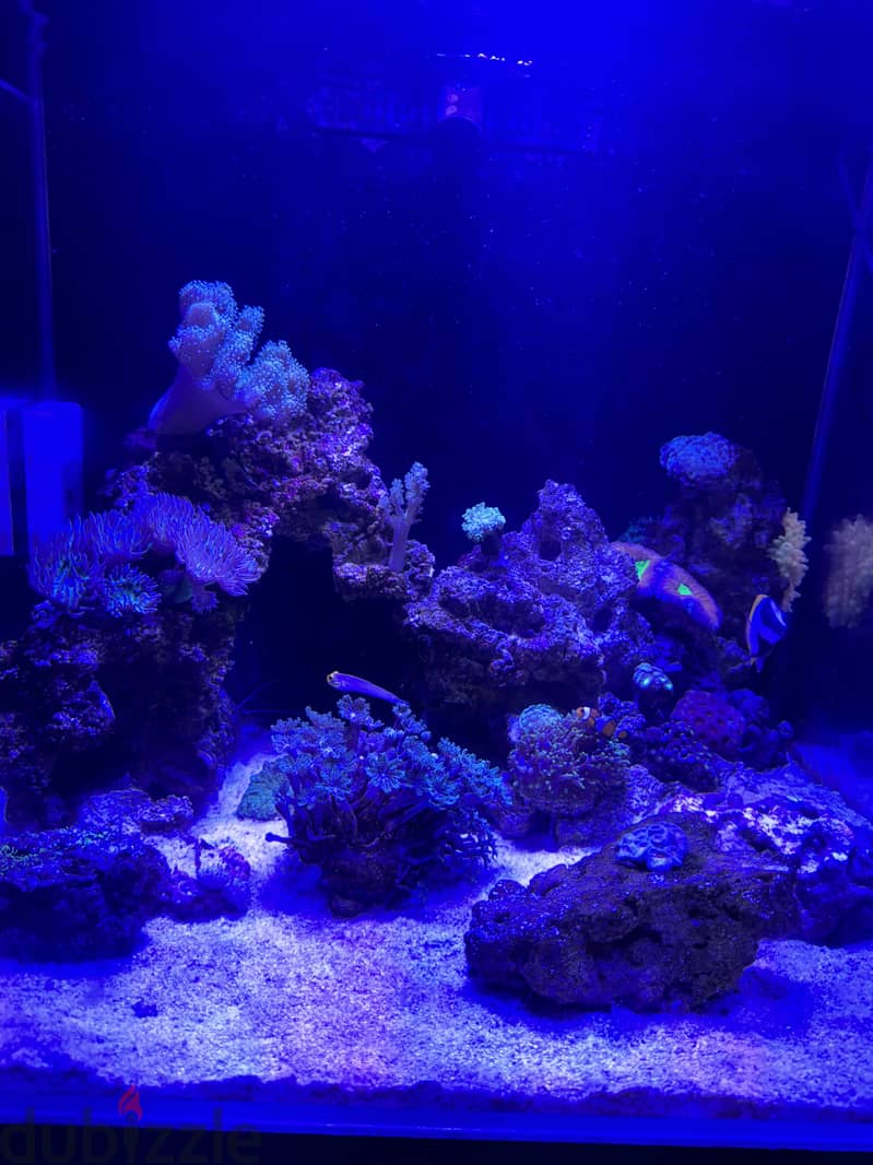 Reef sea water aquarium 2