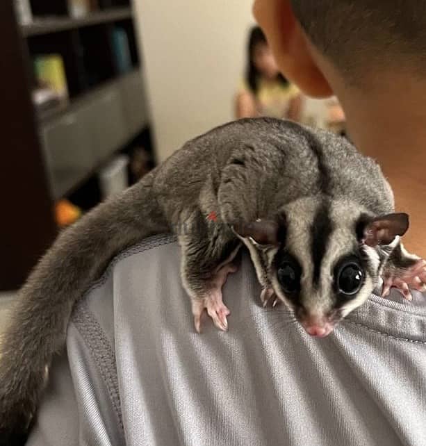 Suger glider 1