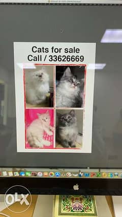 cate for sale 0
