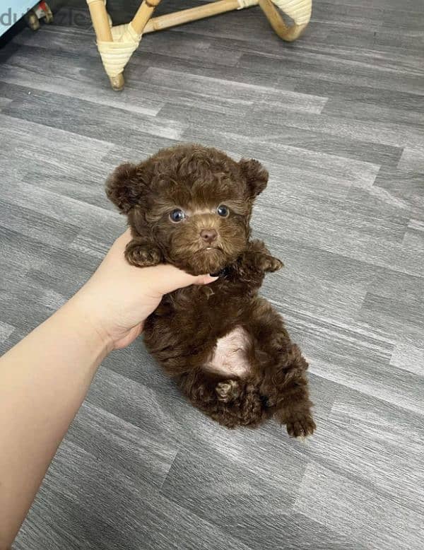 tea cup poodles available تي كب بودل جراوة 3