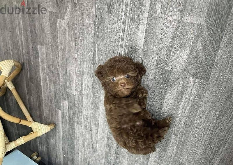 tea cup poodles available تي كب بودل جراوة 5