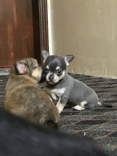 Chihuahua