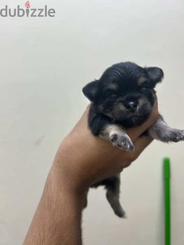 Chihuahua puppy 4