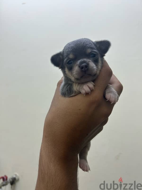 Chihuahua puppy 5