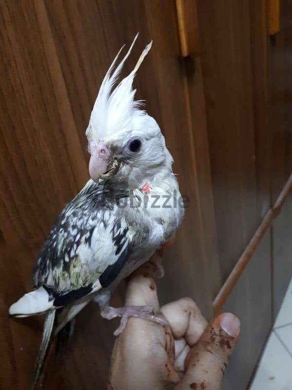 tamed cocktail urgent for sale 0