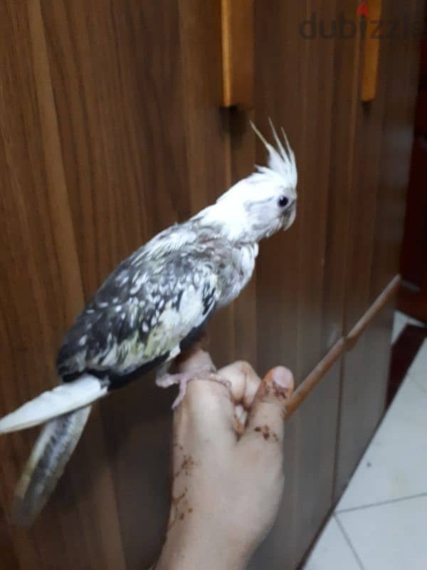 tamed cocktail urgent for sale 2