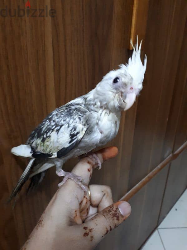 tamed cocktail urgent for sale 4