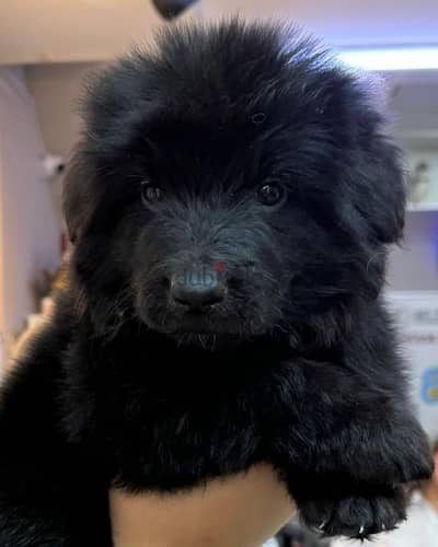 royal black puppies يراوه رويال بلاك