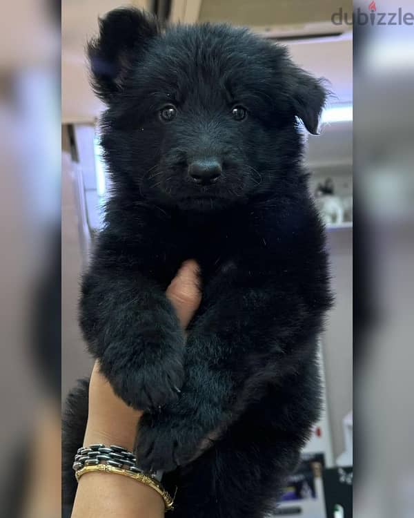 royal black puppies يراوه رويال بلاك 1