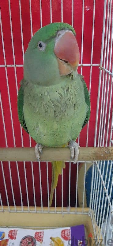 Alexander parakeet parrot