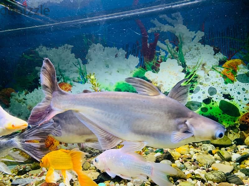 For Sale: 2 Large Shark Catfish 1