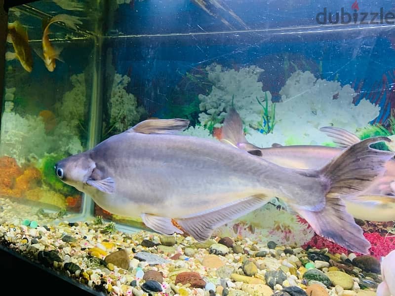 For Sale: 2 Large Shark Catfish 3