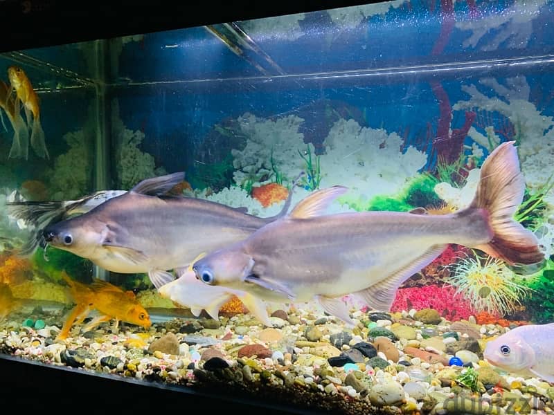 For Sale: 2 Large Shark Catfish 5