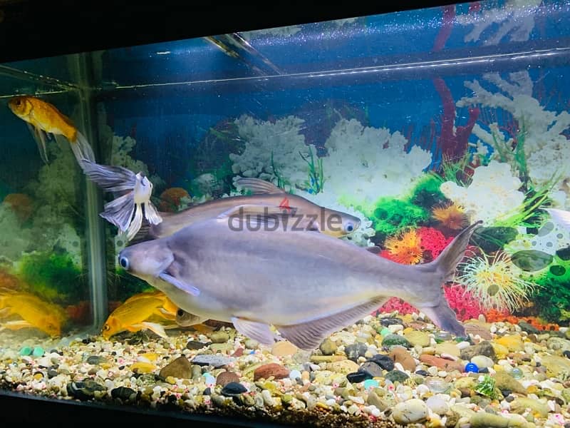 For Sale: 2 Large Shark Catfish 6