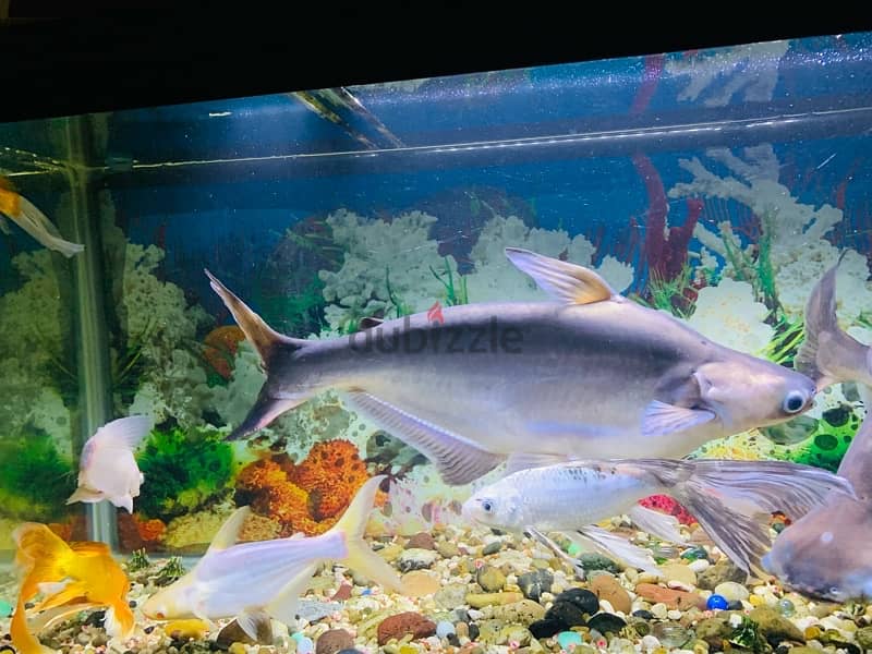 For Sale: 2 Large Shark Catfish 7