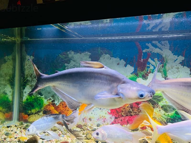 For Sale: 2 Large Shark Catfish 8