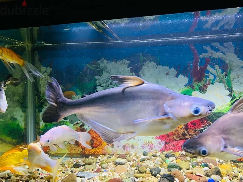 For Sale: 2 Large Shark Catfish 9