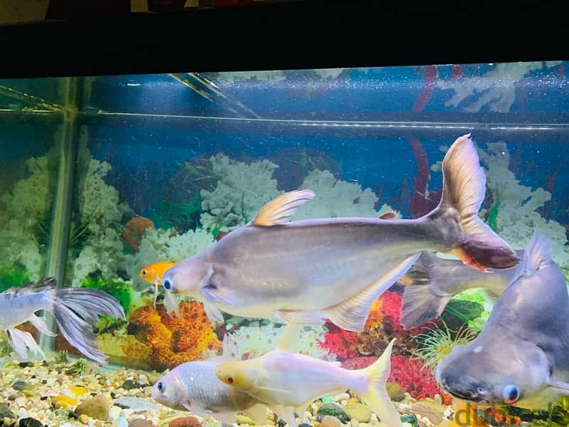 For Sale: 2 Large Shark Catfish 10