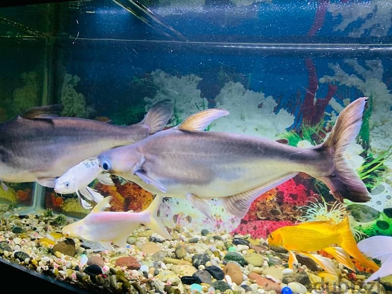 For Sale: 2 Large Shark Catfish 11