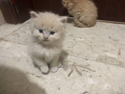 It is a mix of Scottish and Persian kittens.