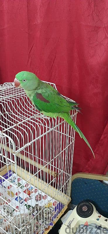 Alexander parakeet parrot 1