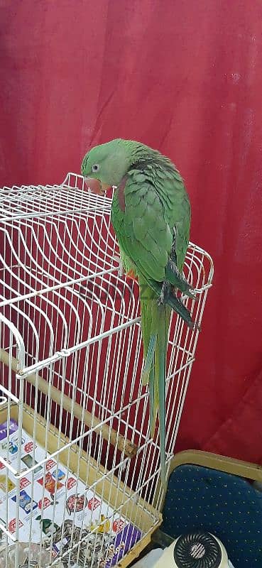 Alexander parakeet parrot 2