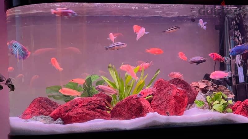 Aquarium  1  meter  with canister 2