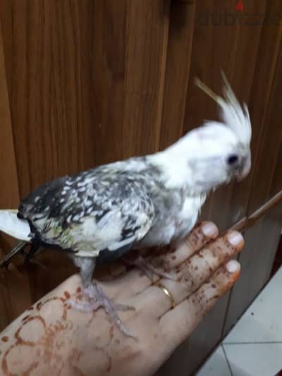 tamed cocktail urgent for sale