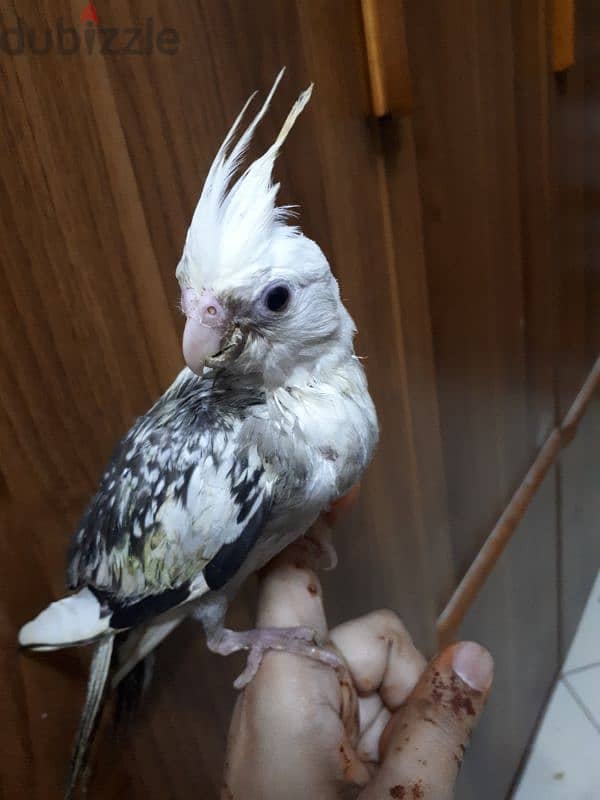 tamed cocktail urgent for sale 2