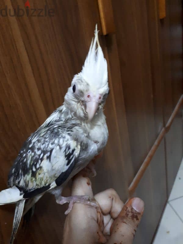 tamed cocktail urgent for sale 3