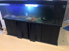 fish and the tank for sale   WhatsApp 33192313 0